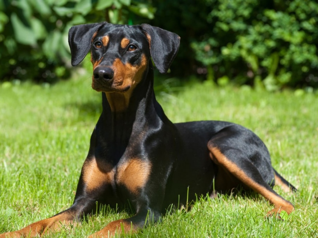 German Pinscher 1