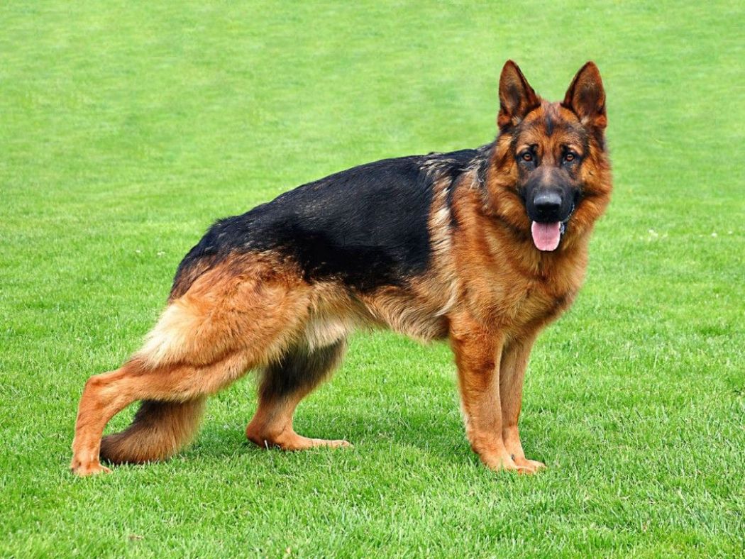 German Sheperd 1