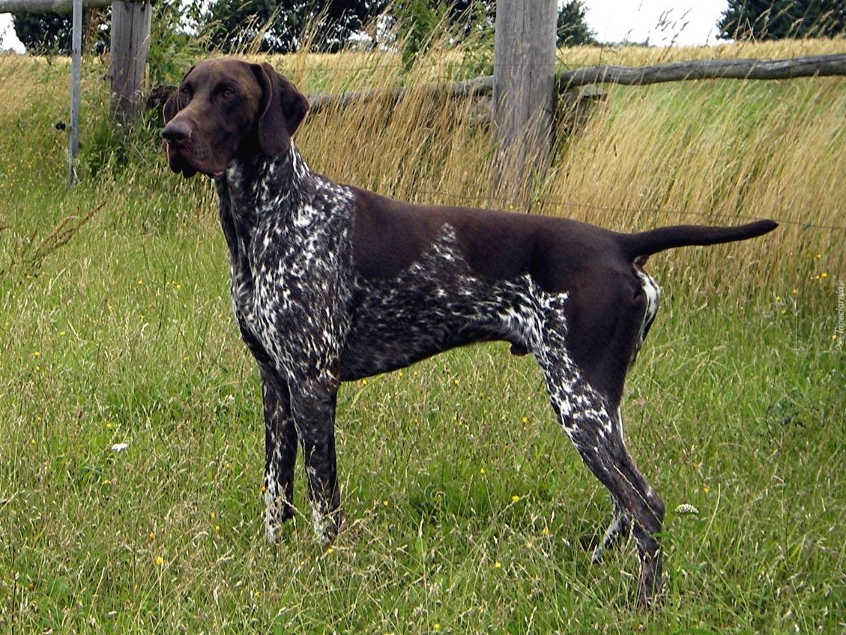 German Wirehaired Pointer 1