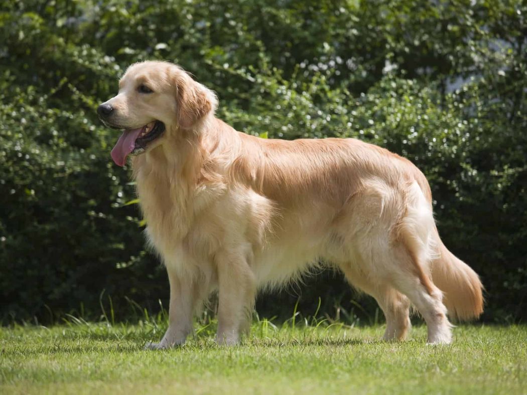 Golden Retriever 1