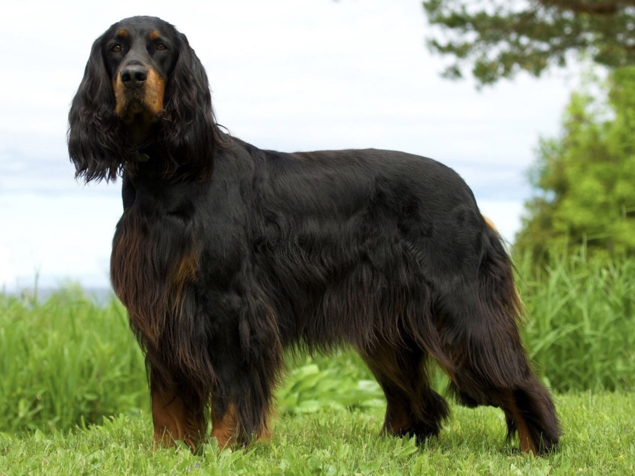 Gordon Setter 1