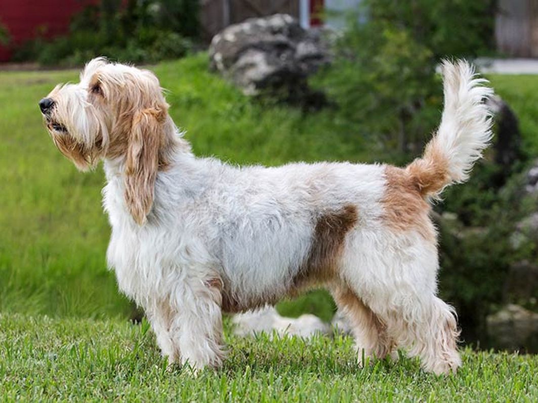 Grand Basset Griffon Vendéen 1