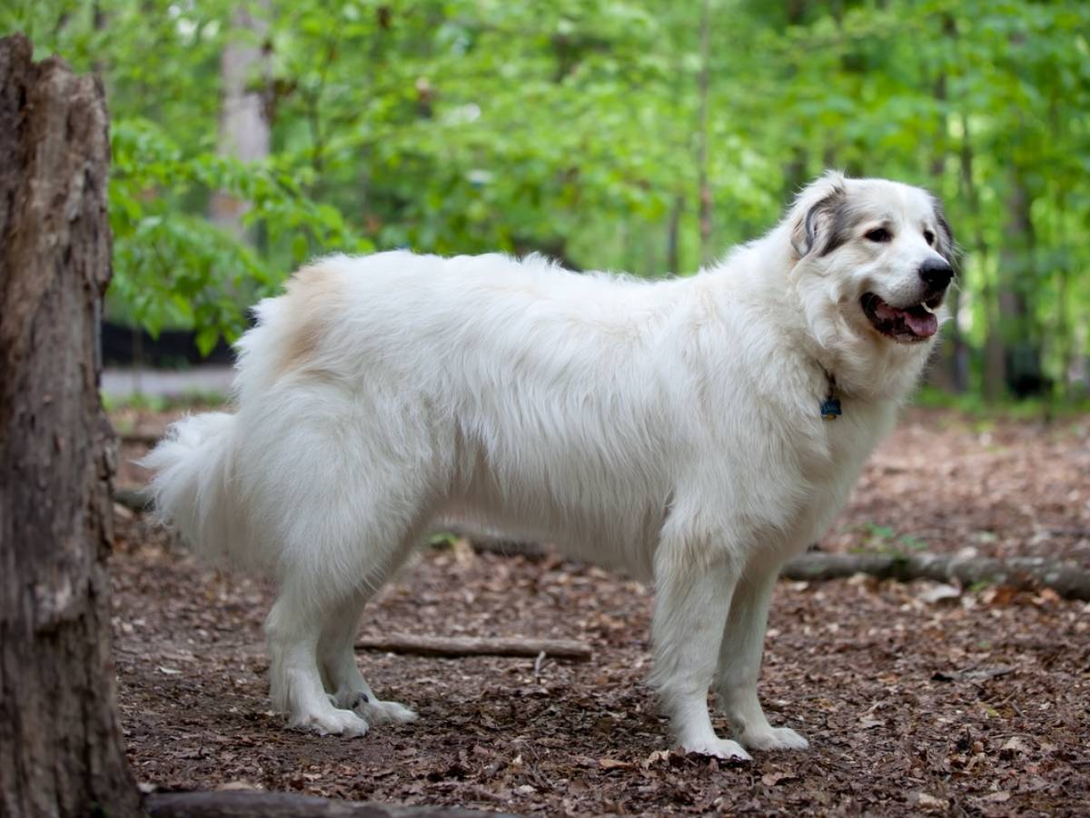 Great Pyrenees 1