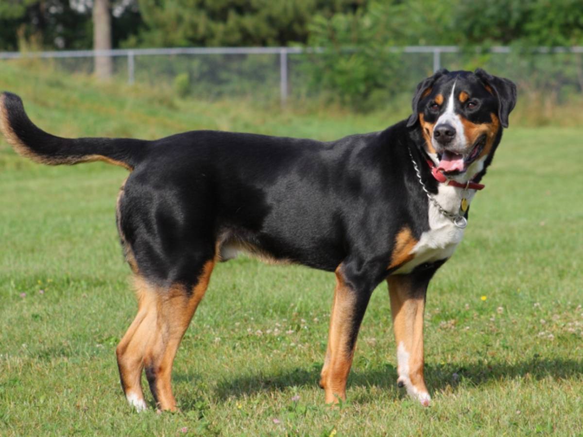 Great Swiss Mountain Dog 1