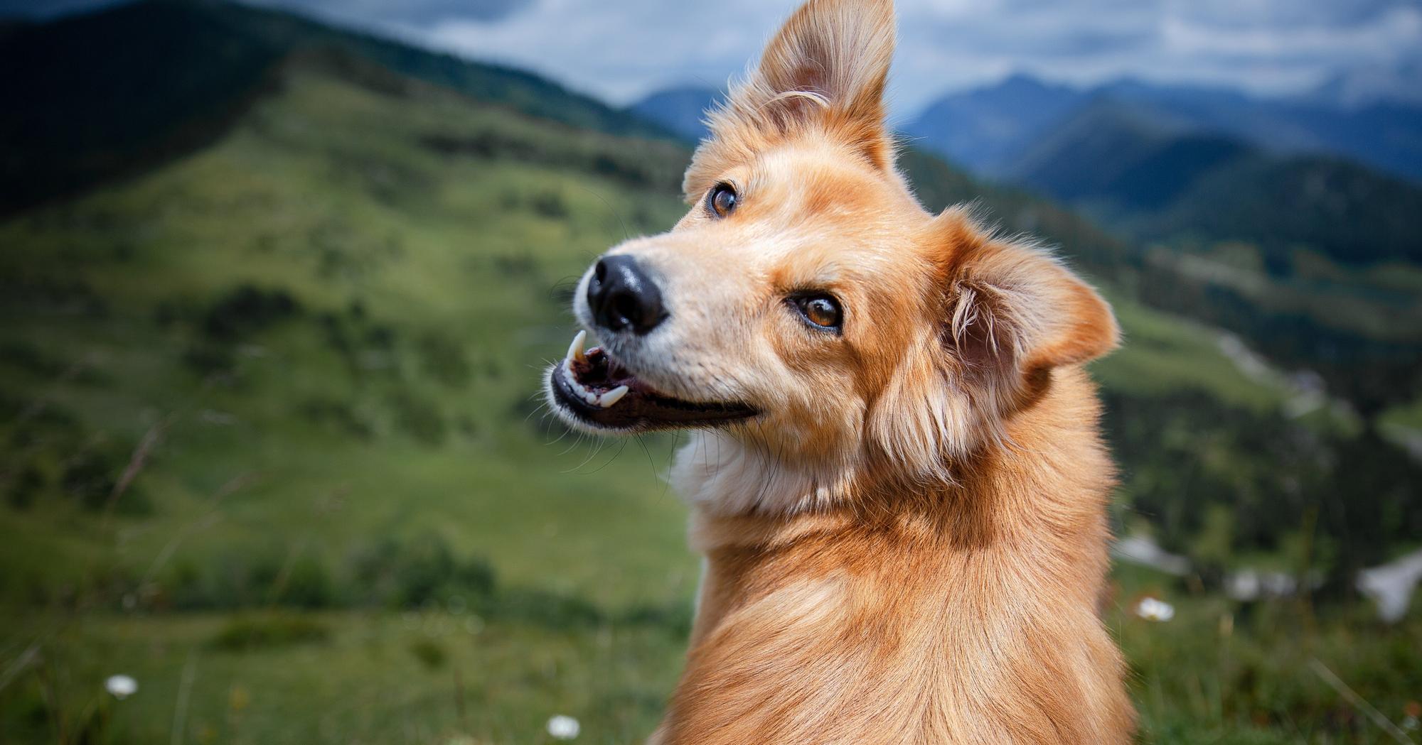 How to Choose the Right Dog for Your Life — A Practical Guide