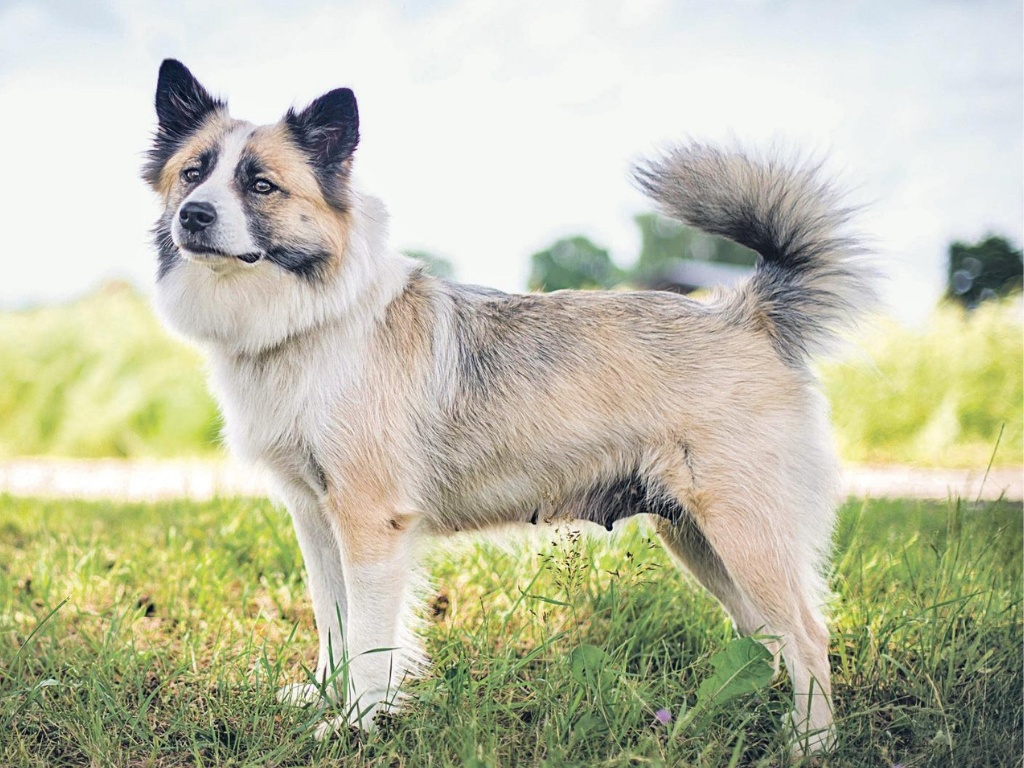 Icelandic Sheepdog 1