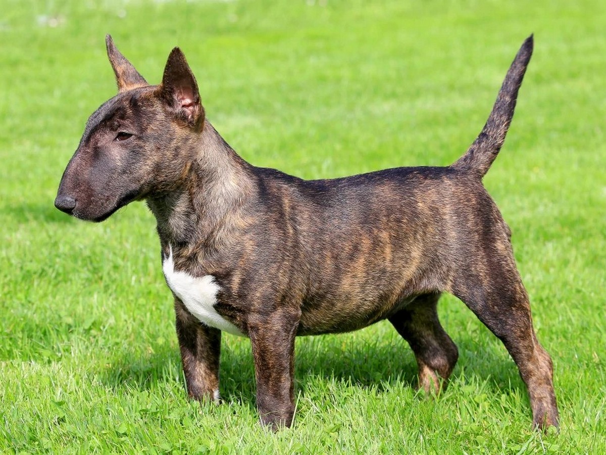 Miniature Bull Terrier 1