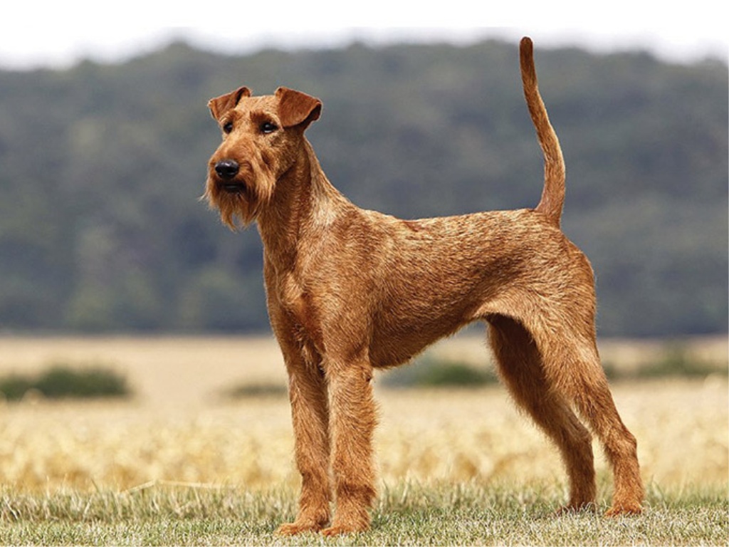 Irish Terrier 1