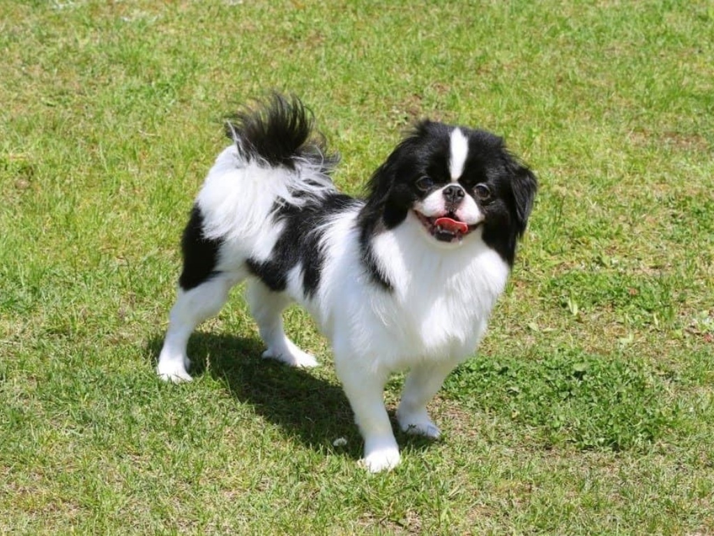 Japanese Chin 1