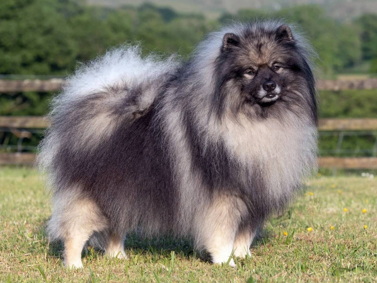 Keeshond 1