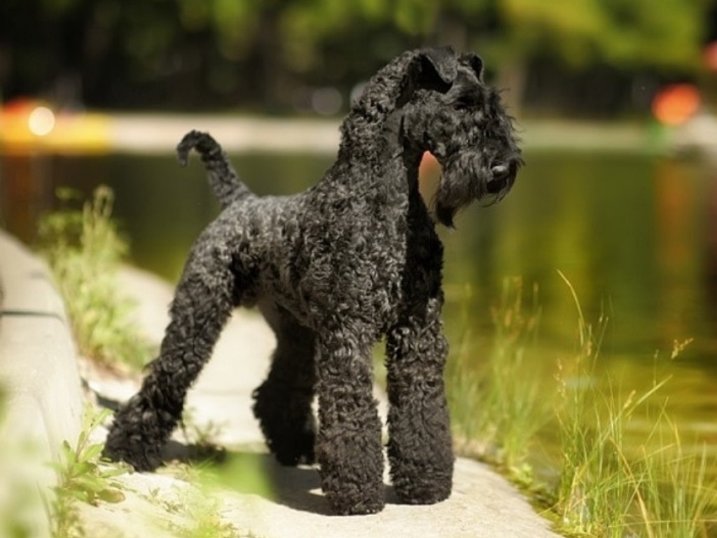 Kerry Blue Terrier 1