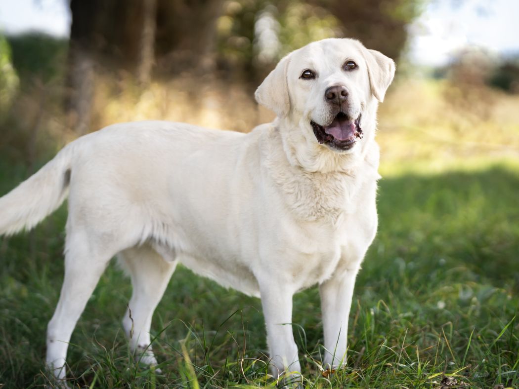 Labrador Retriever 1