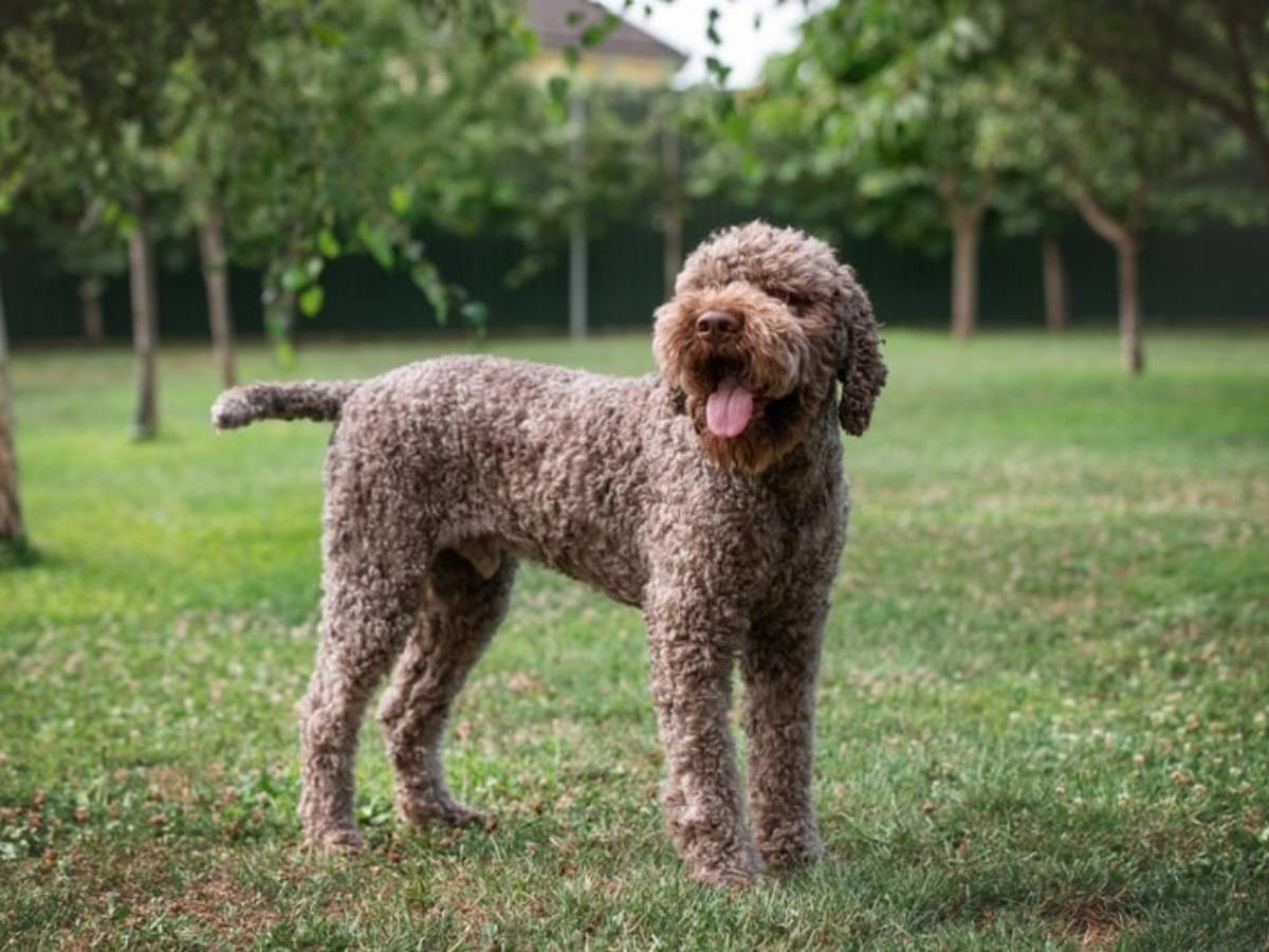 Lagotto Romagnolo 1