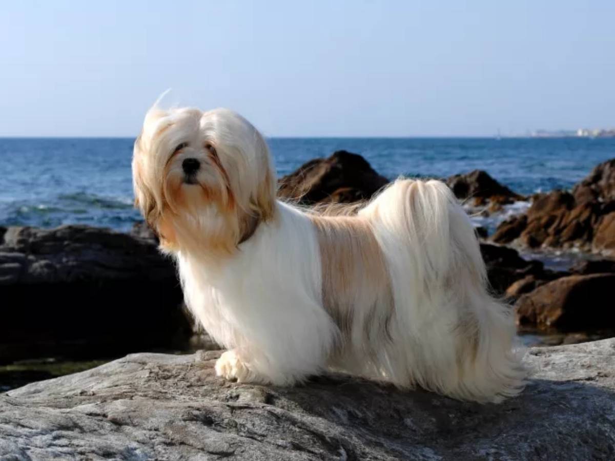 Lhasa Apso 1