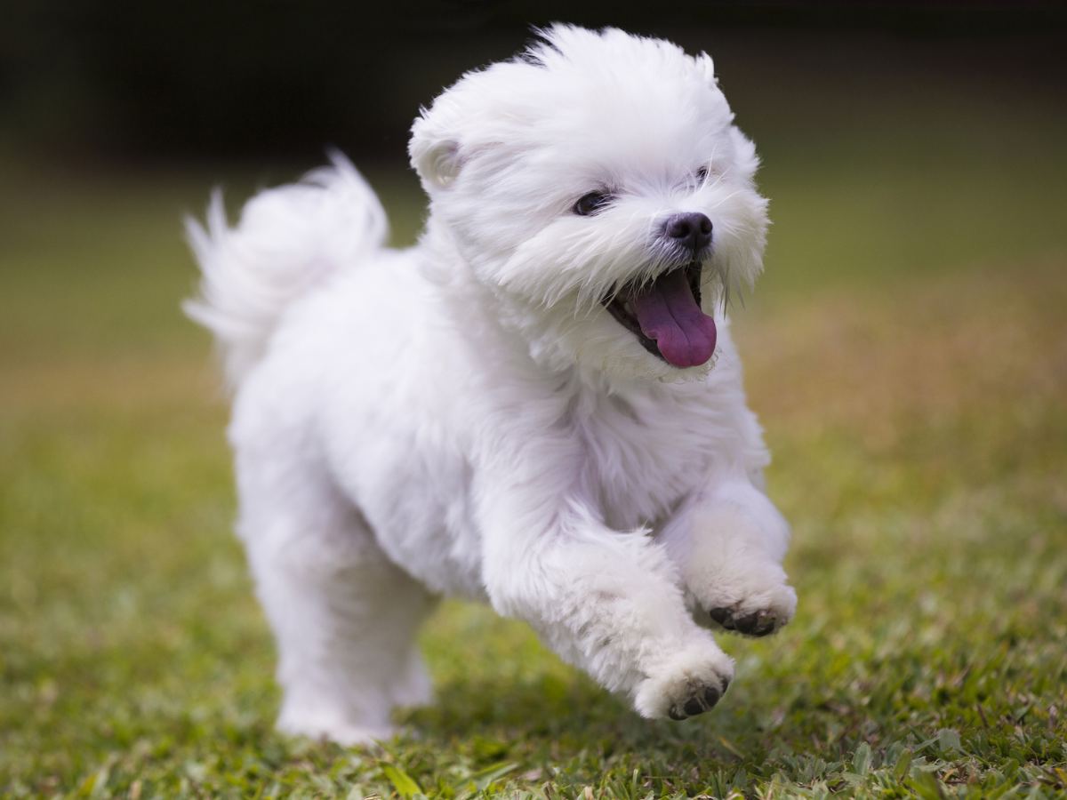 Maltese 1