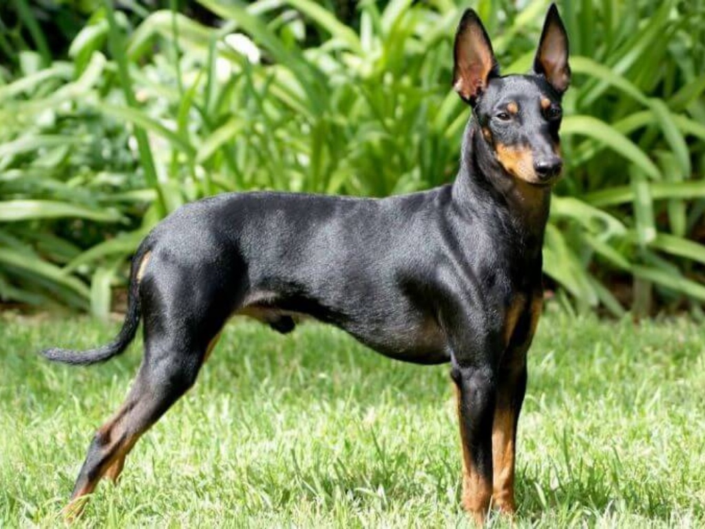 Manchester Terrier 1