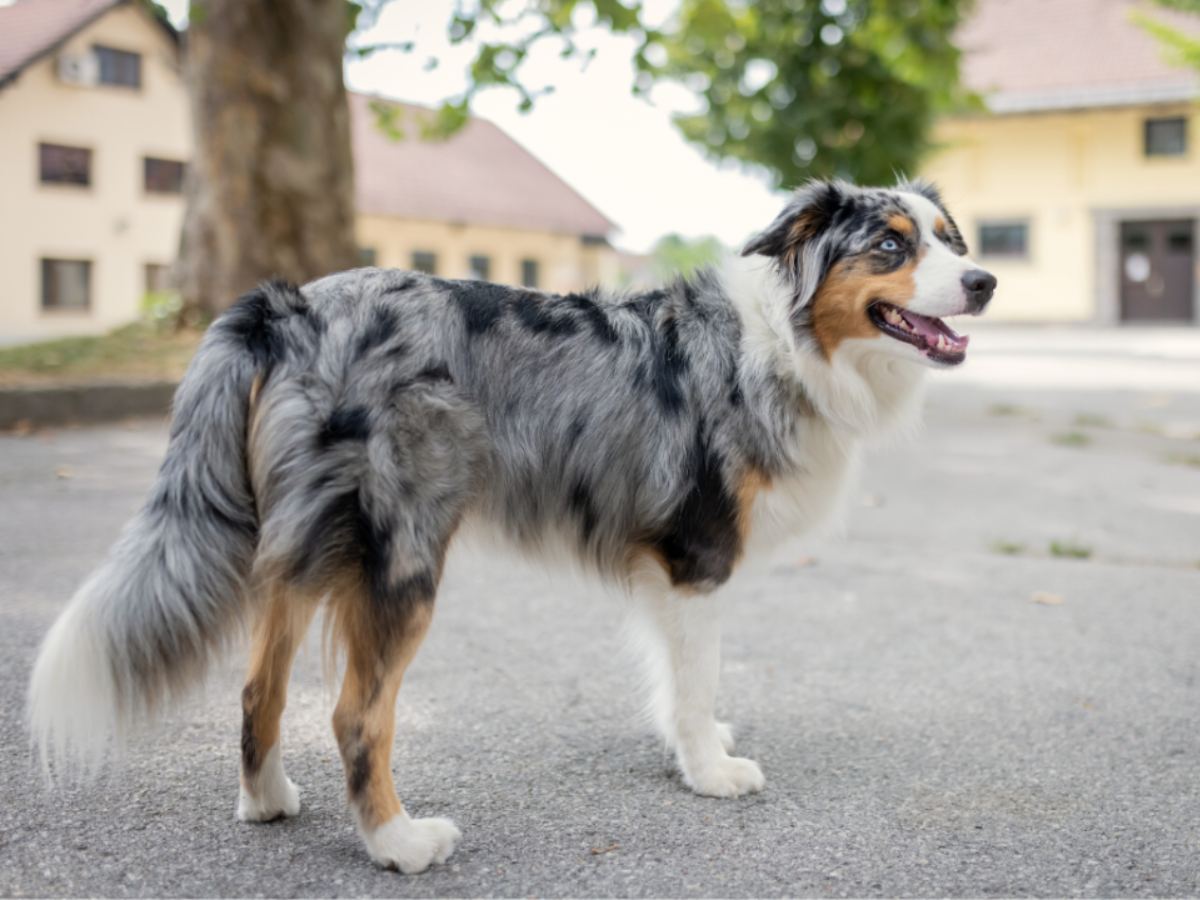 Miniature American Shepherd 1