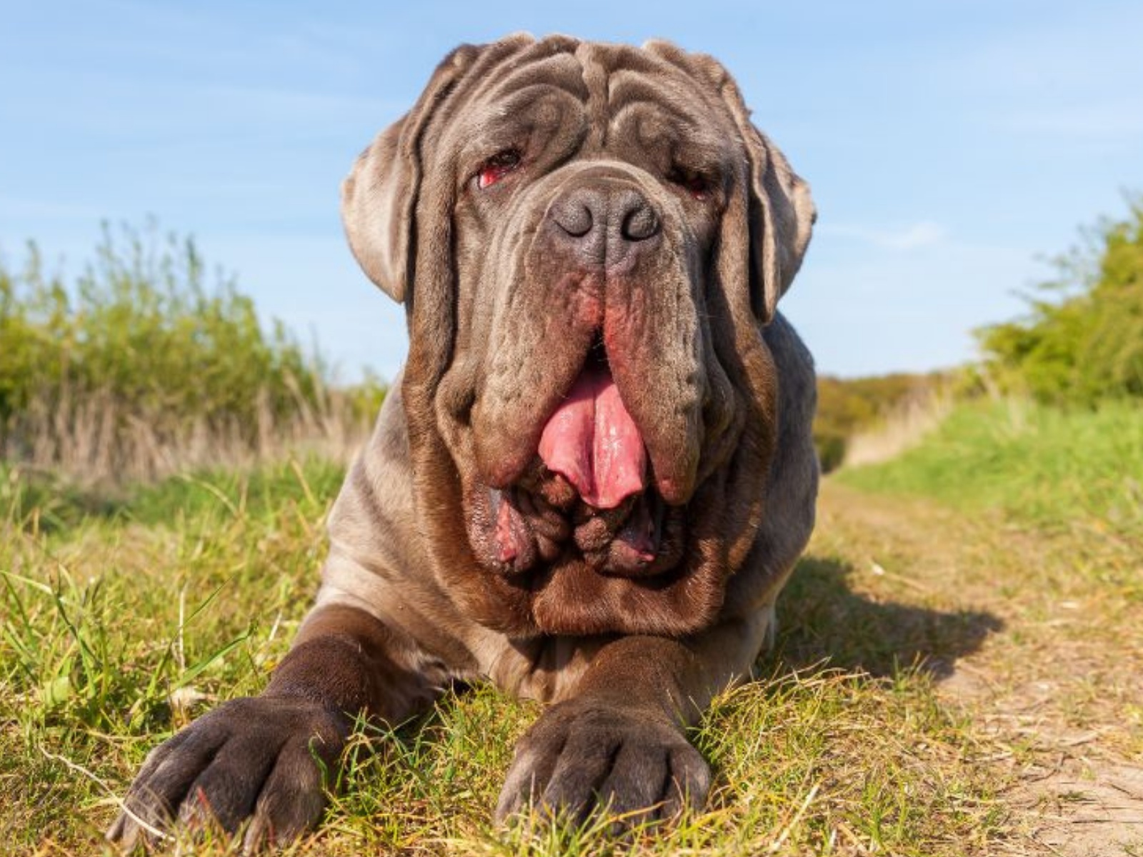 Neapolitan Mastiff 1