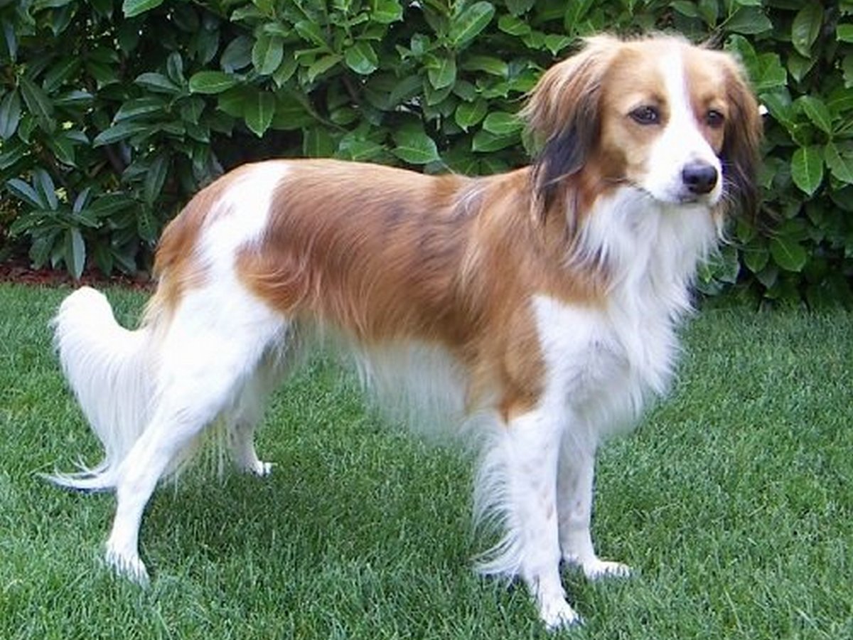 Nederlandse Kooikerhondje 1