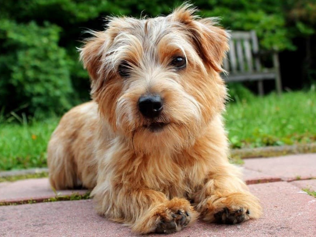 Norfolk Terrier 1
