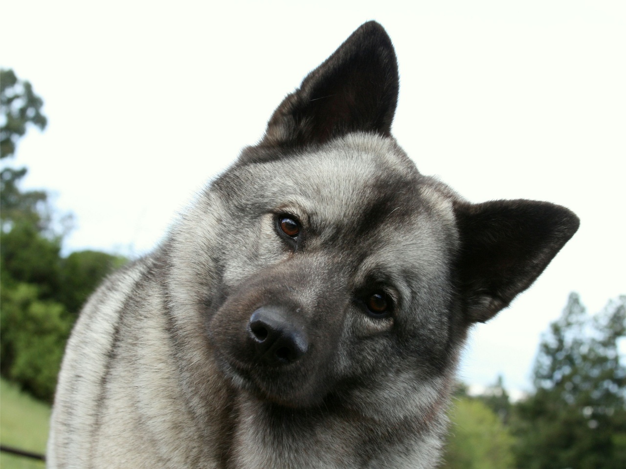 Norwegian Elkhound 1