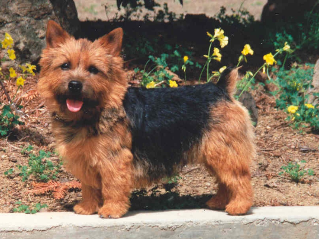 Norwich Terrier 1