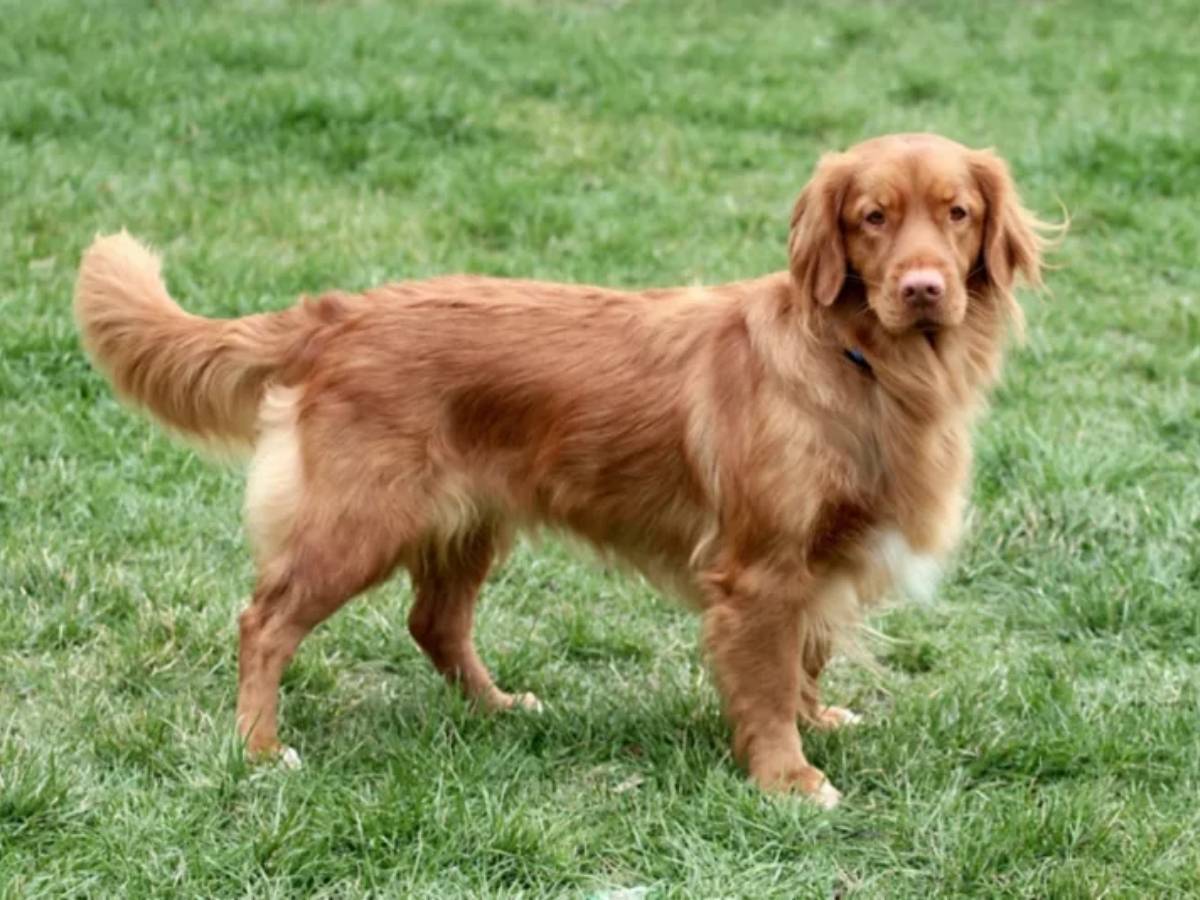 Nova Scotia Duck Tolling Retriever 1