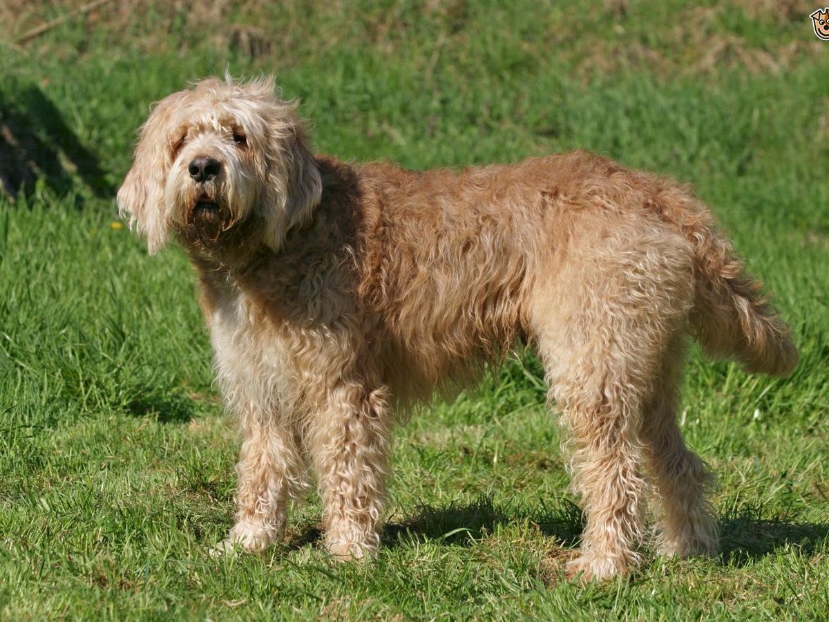 Otterhound 1