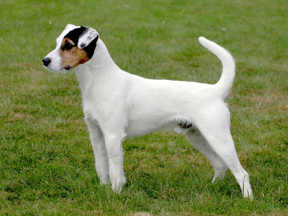 Parson Russell Terrier 1