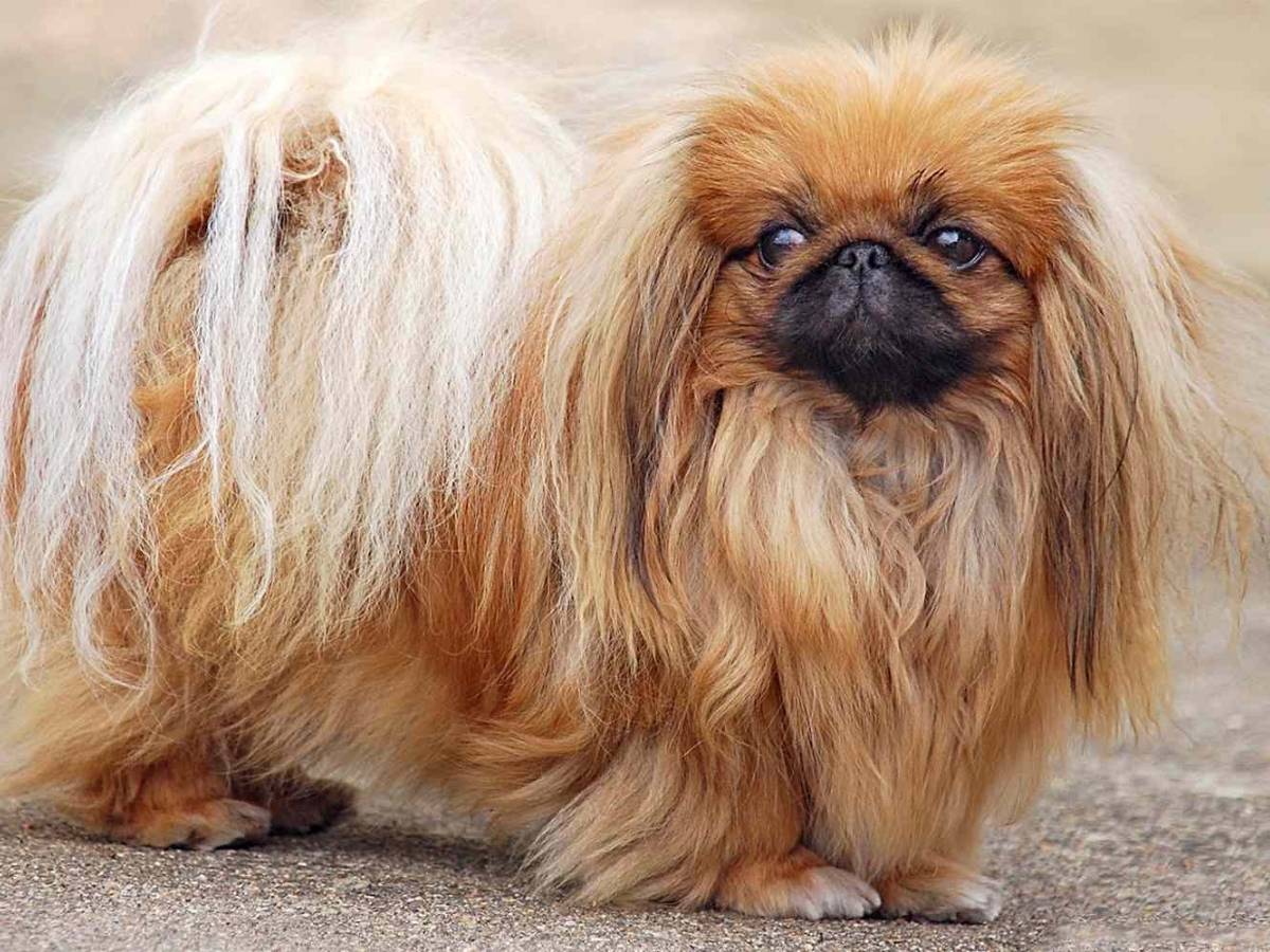 Pekingese 1