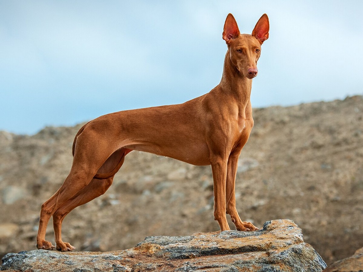 Pharaoh Hound 1