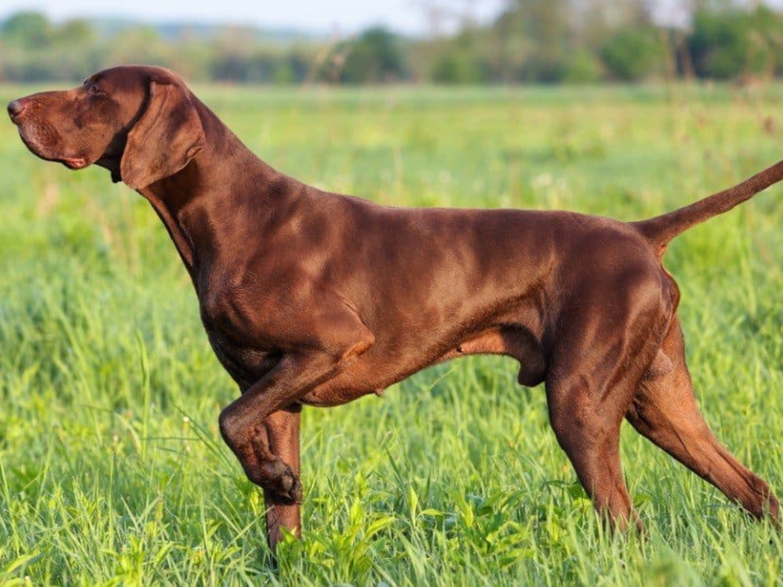Pointer 1