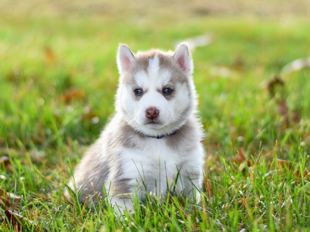 Pomsky 1