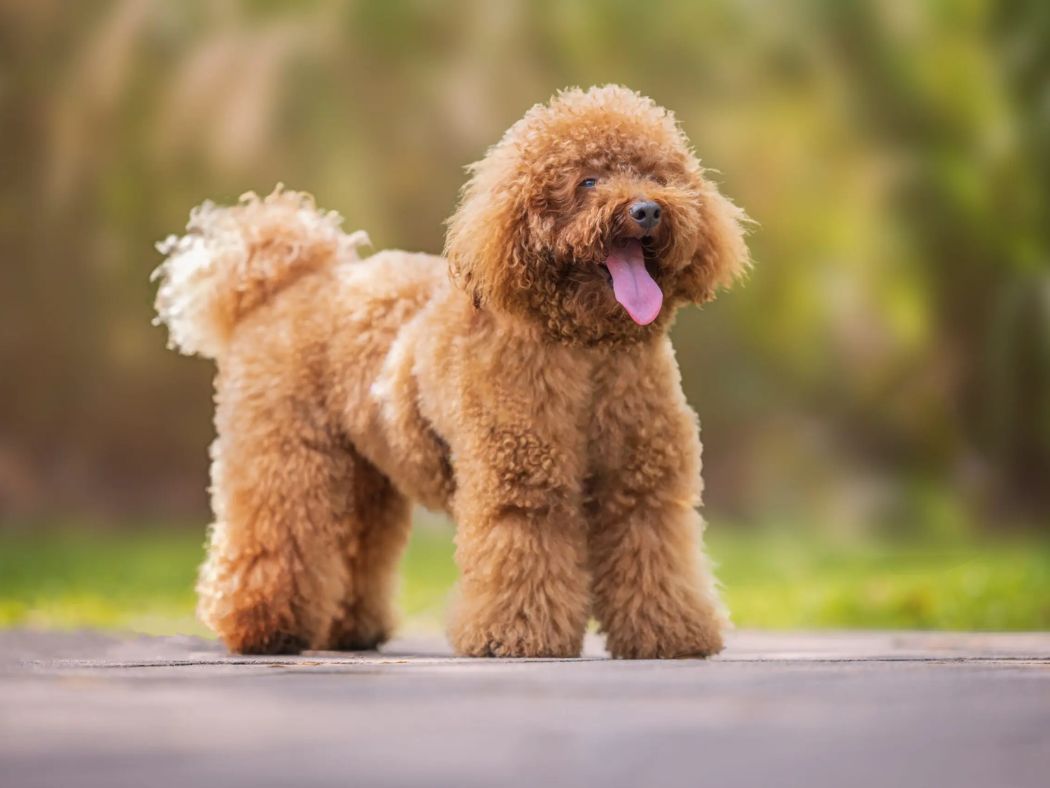 Poodle-Miniature 1