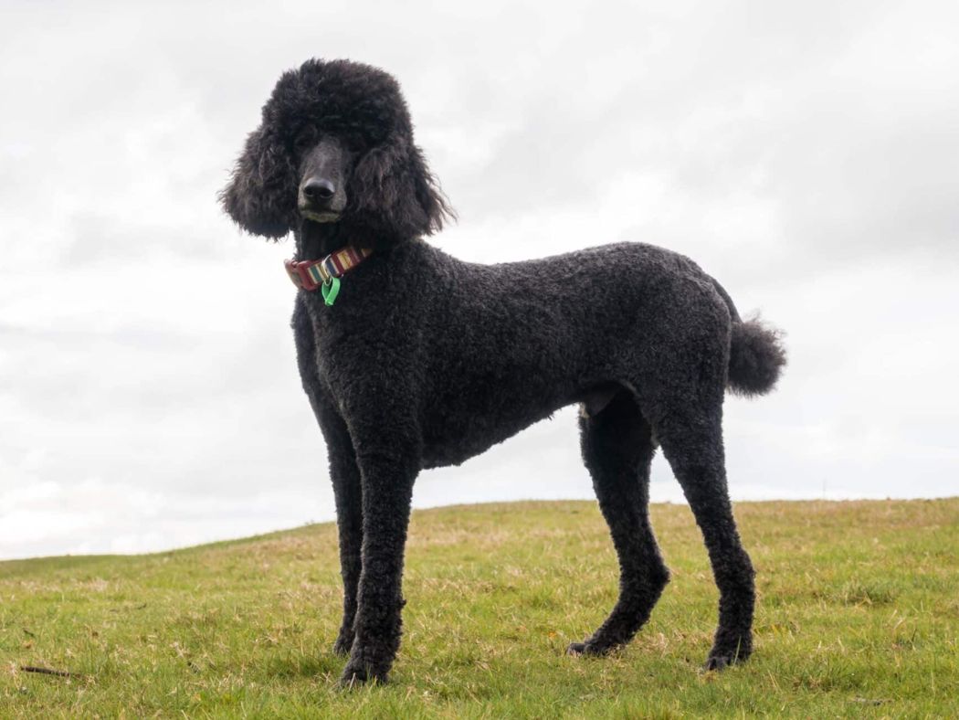 Poodle-Standard 1