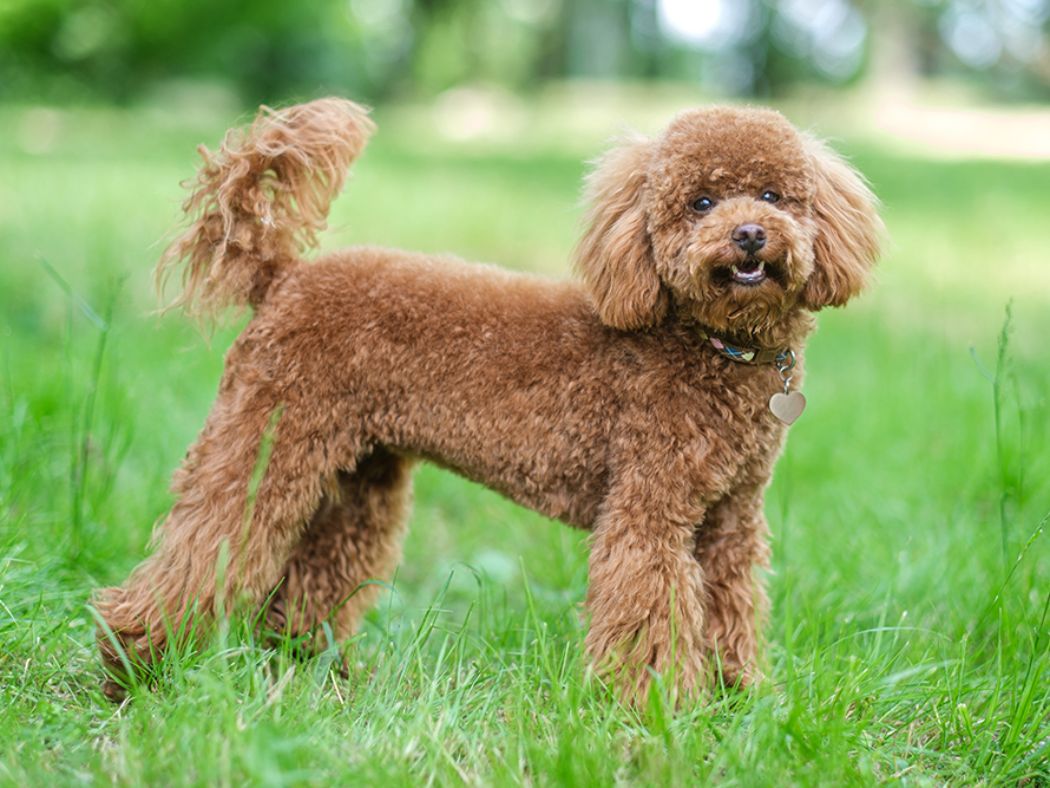 Poodle-Toy 1