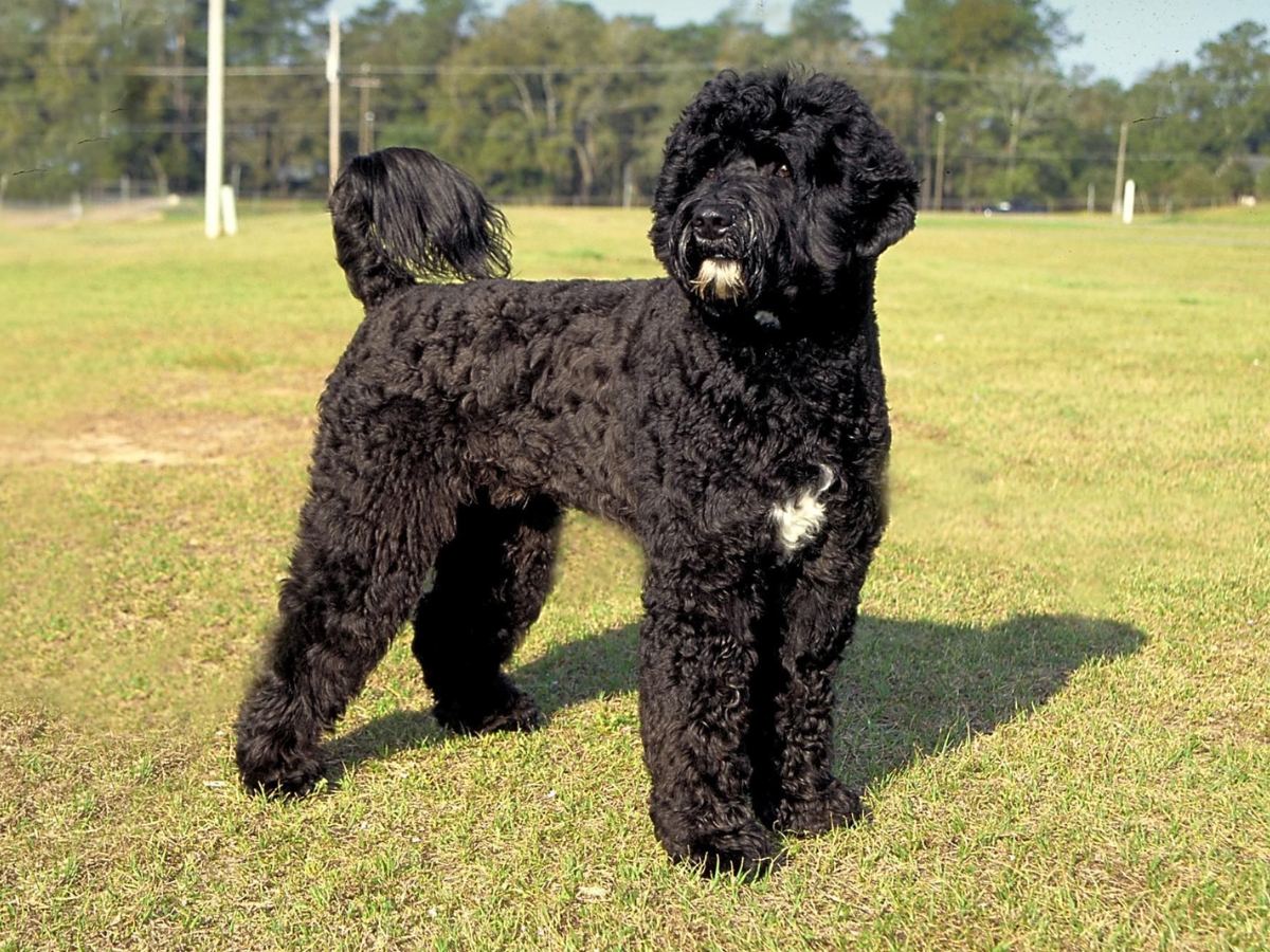 Portugese Water Dog 1