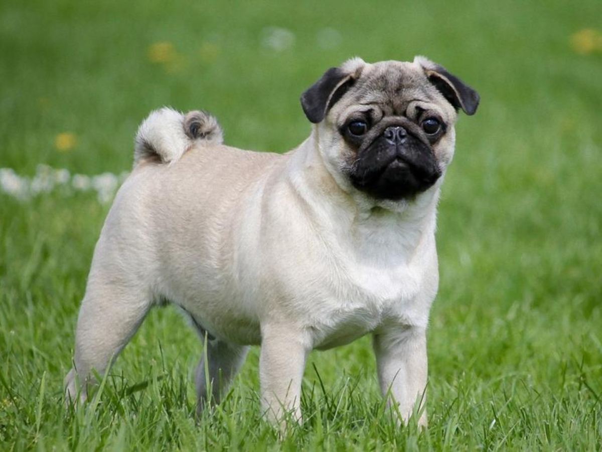 Pug 1
