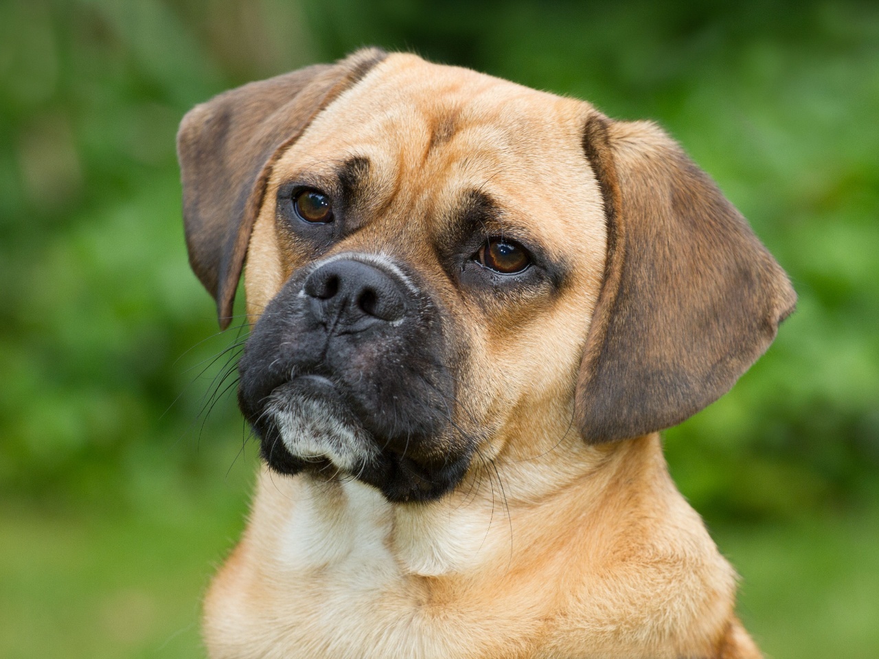 Puggle 1