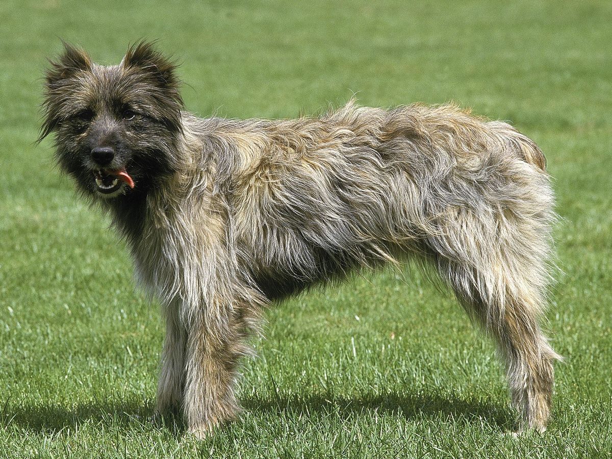 Pyrenean Shepherd 1