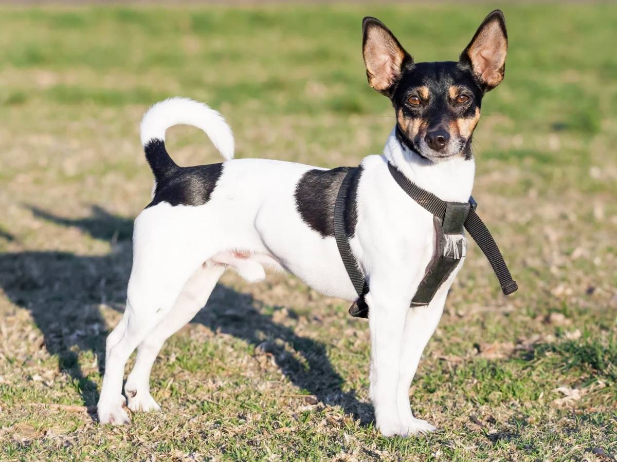 Rat Terrier 1