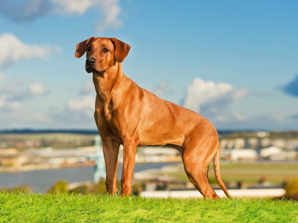Rohodesian Ridgeback 1
