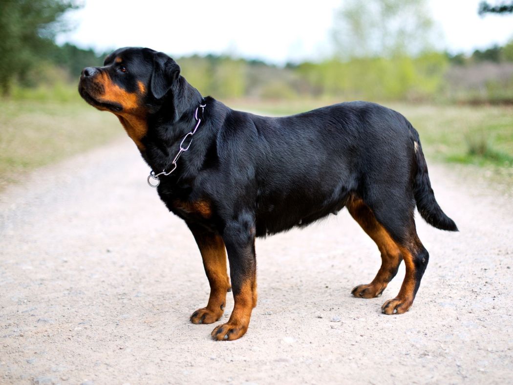 Rottweiler 1