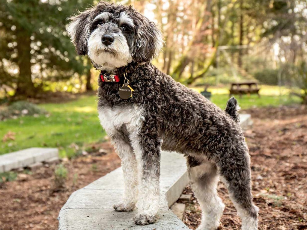 Schnoodle 1