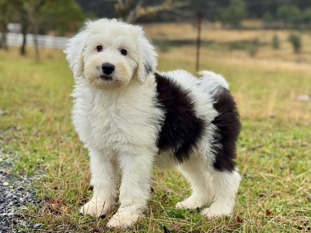 Sheepadoodle 1