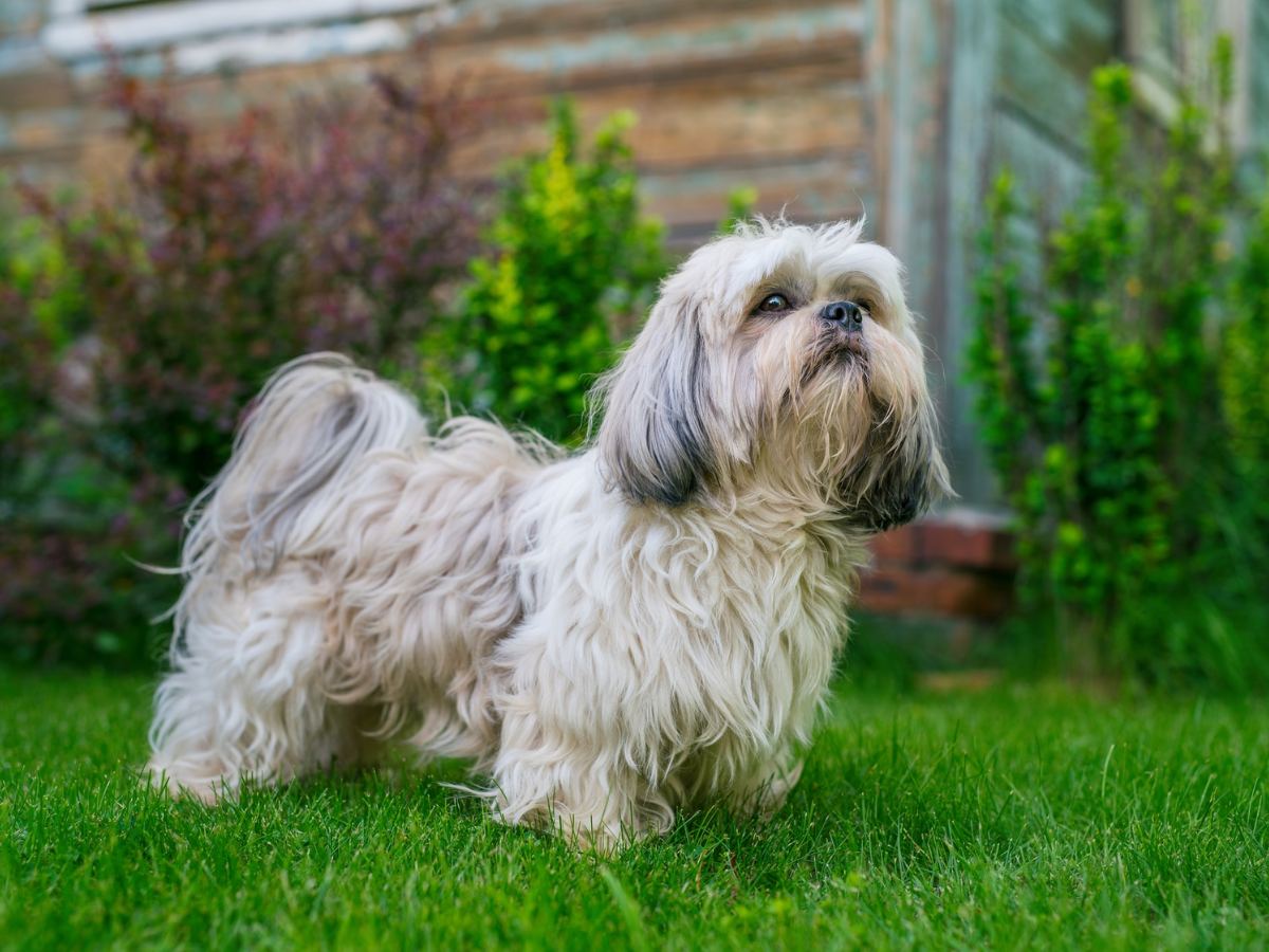 Shih Tzu 1