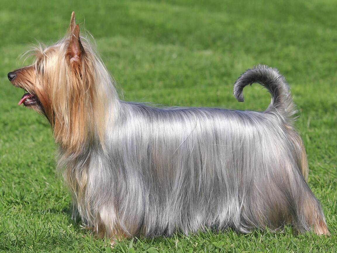 Silky Terrier 1