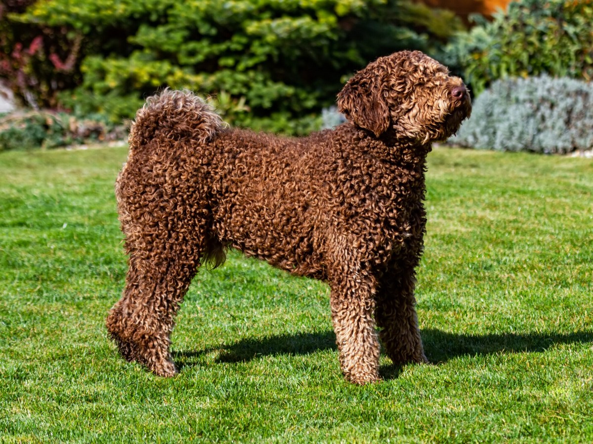 Spanish Water Dog 1