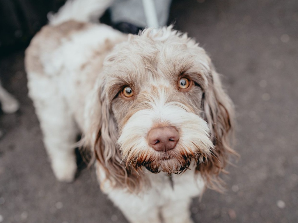 Spinone Italiano 1