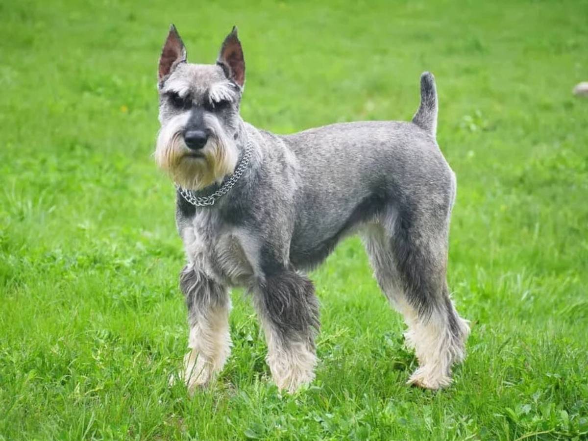 Standard Schnauzer 1